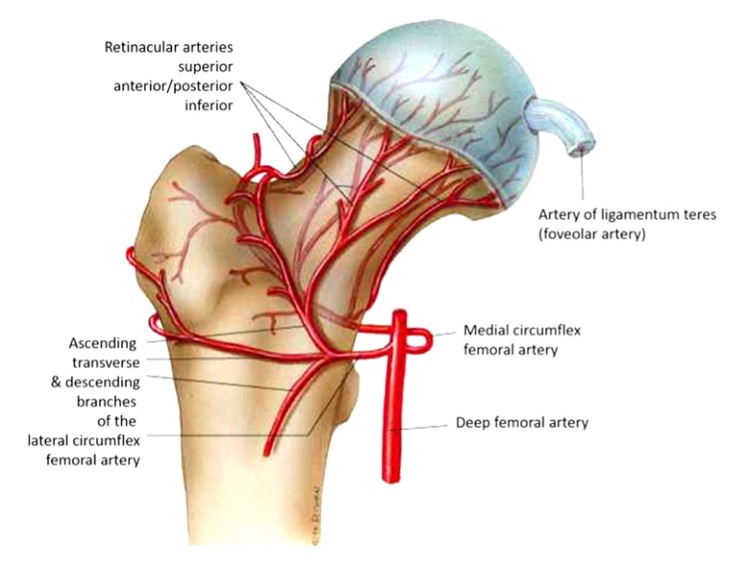 Femoral Intramedullary Nailing - How To Choose The Best Insertion Point Бедренный интрамедуллярный гвоздь – как выбрать лучшую точку введения