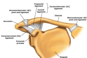 Diagnosis And Treatment Of Clavicle Fracture Диагностика и лечение перелома ключицы