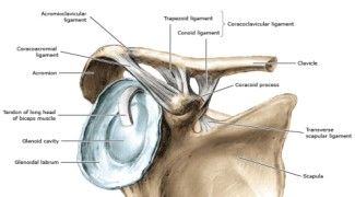 Diagnosis And Treatment Of Clavicle Fracture-1 Диагноз и лечение перелома клавиля-1