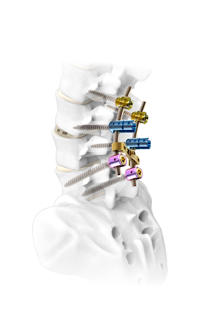 как долго сохраняется спинная клетка
