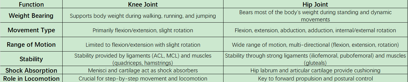 Каковы функции системы коленных и тазобедренных суставов?